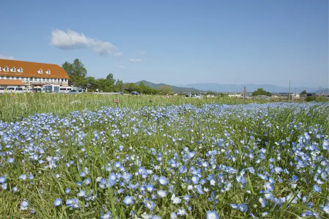 東近江エリアの特別体験